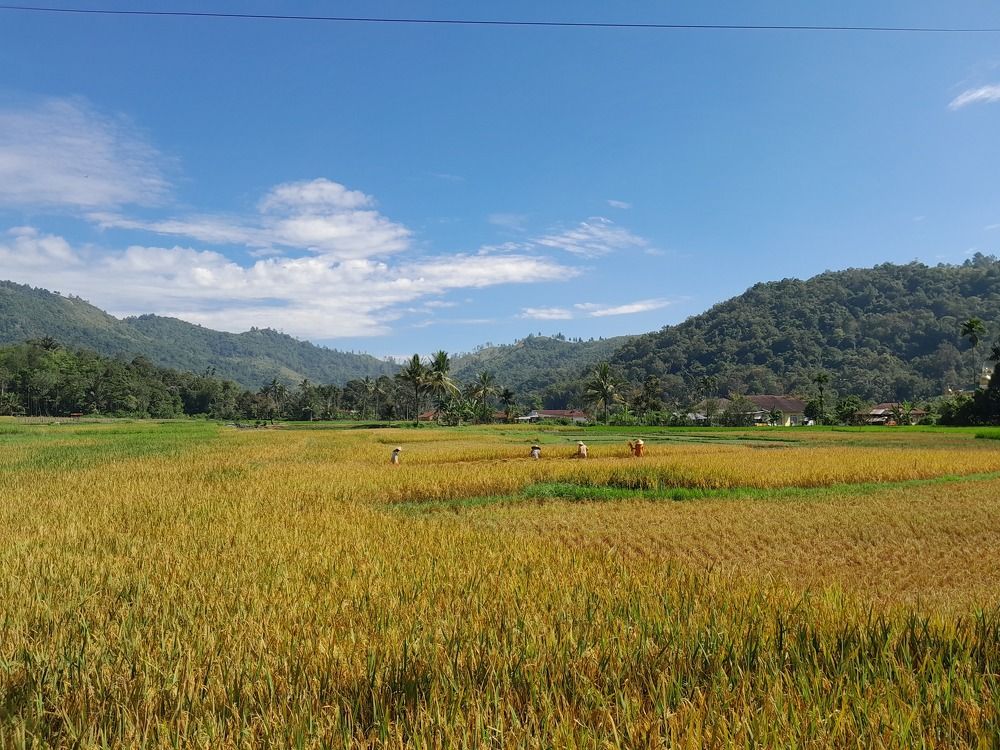 Harvesting Paddy