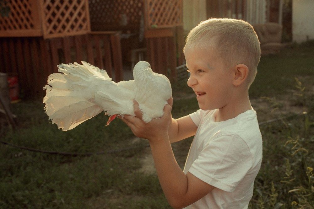 Голуби в сердце