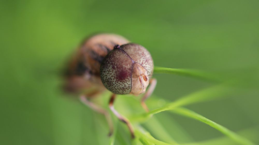 Photograph by Dram Renaldi