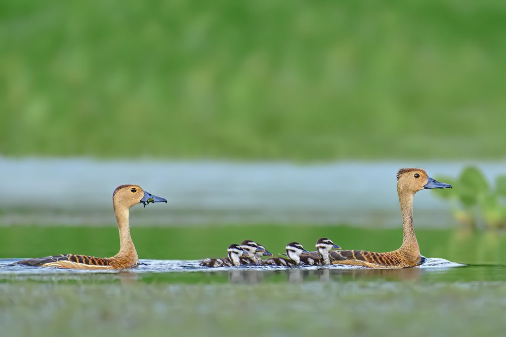 Family of Lesser whistling duck