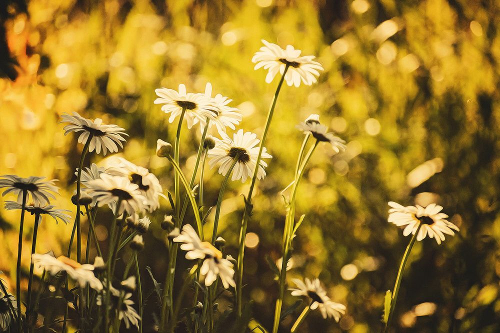 Photograph by Margarita