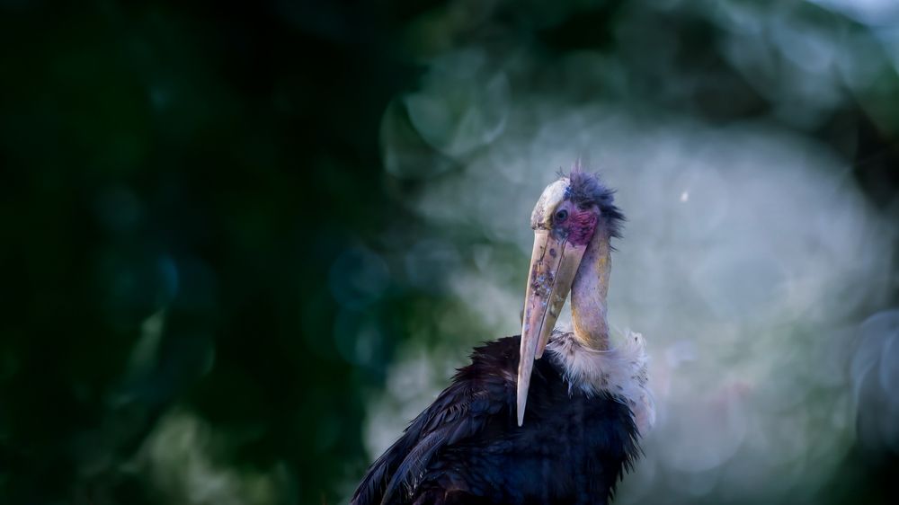 Photograph by Deep Choudhury