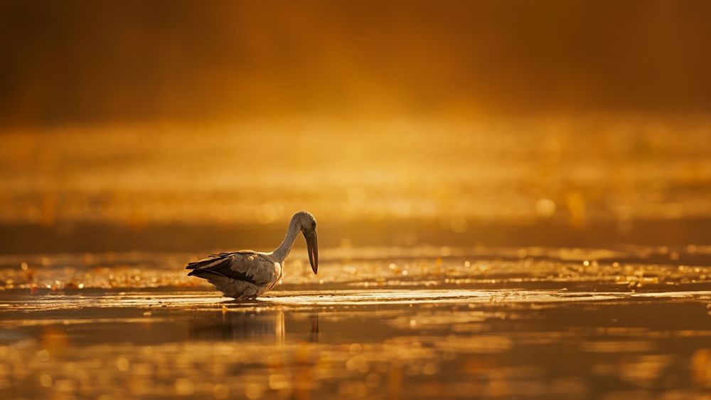 Photograph by Deep Choudhury