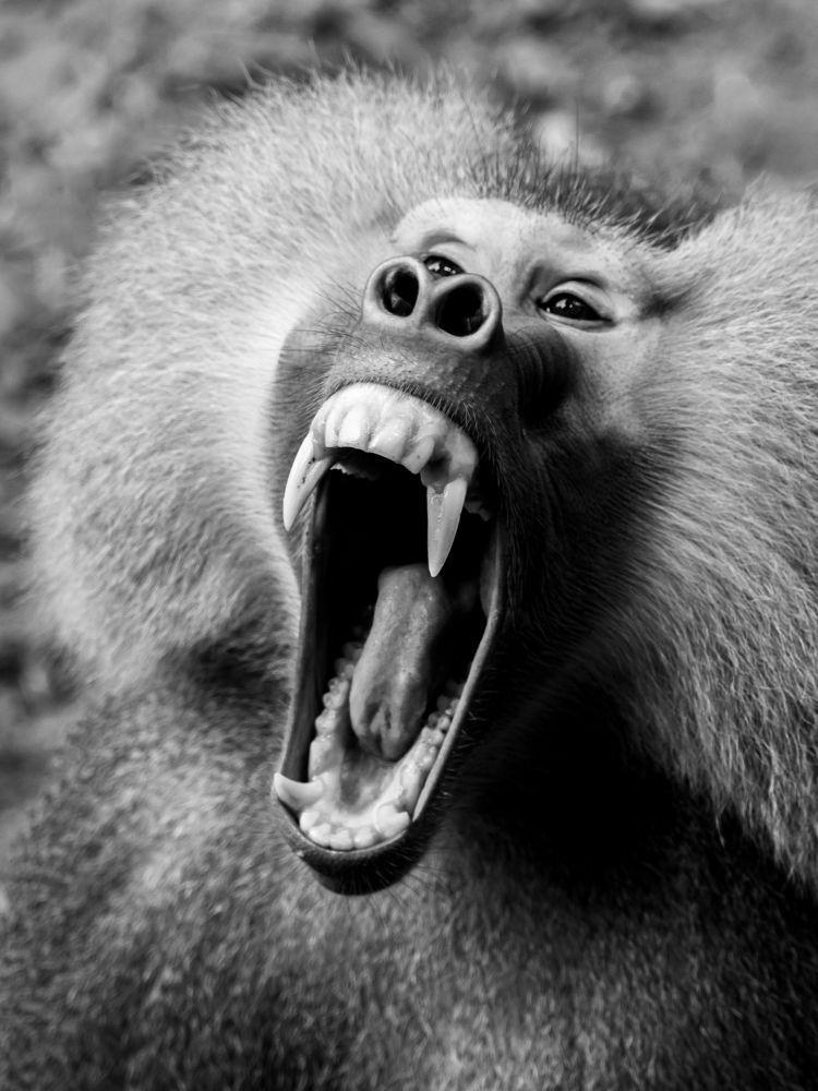 Photograph by  Ahamed Jazif