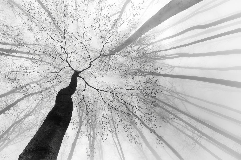 A view of the treetops