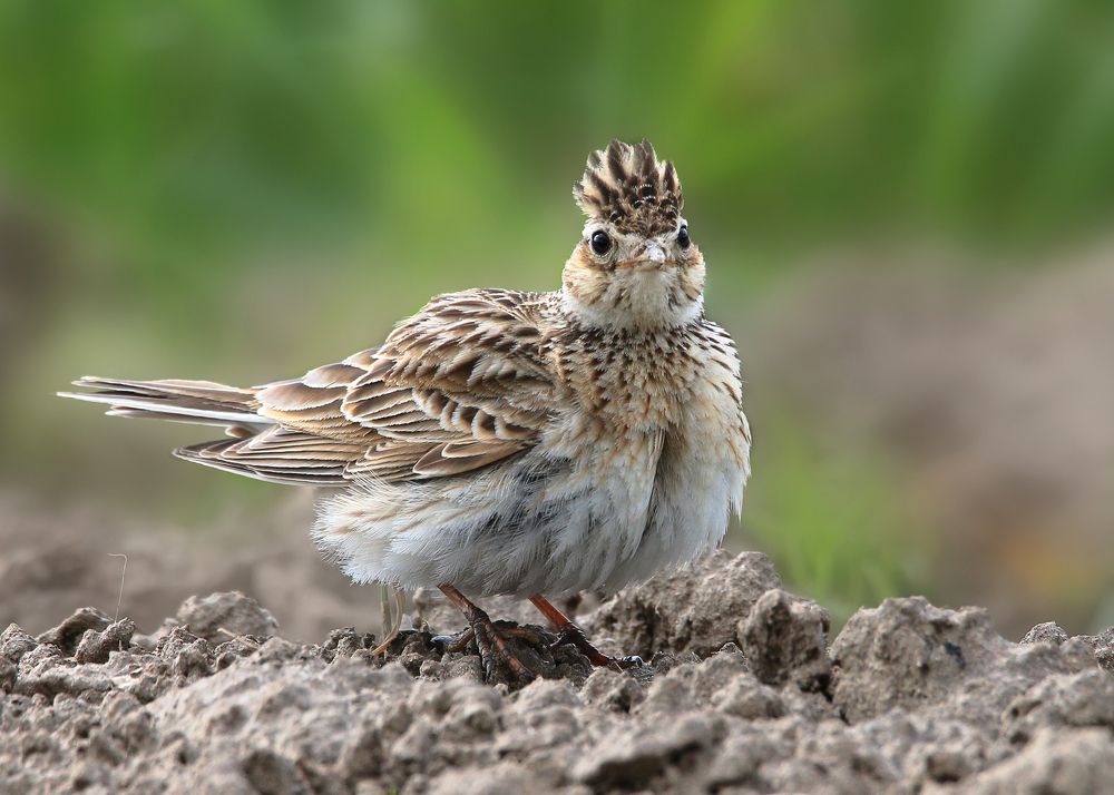 МОДНЫЙ ПЕВЕЦ