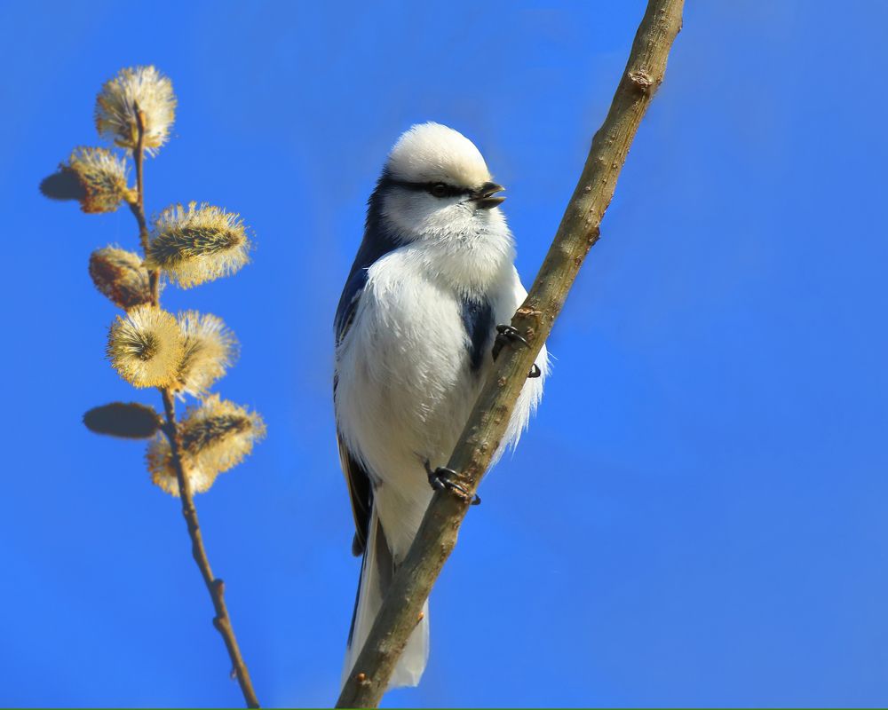 Photograph by Николай Протасеня