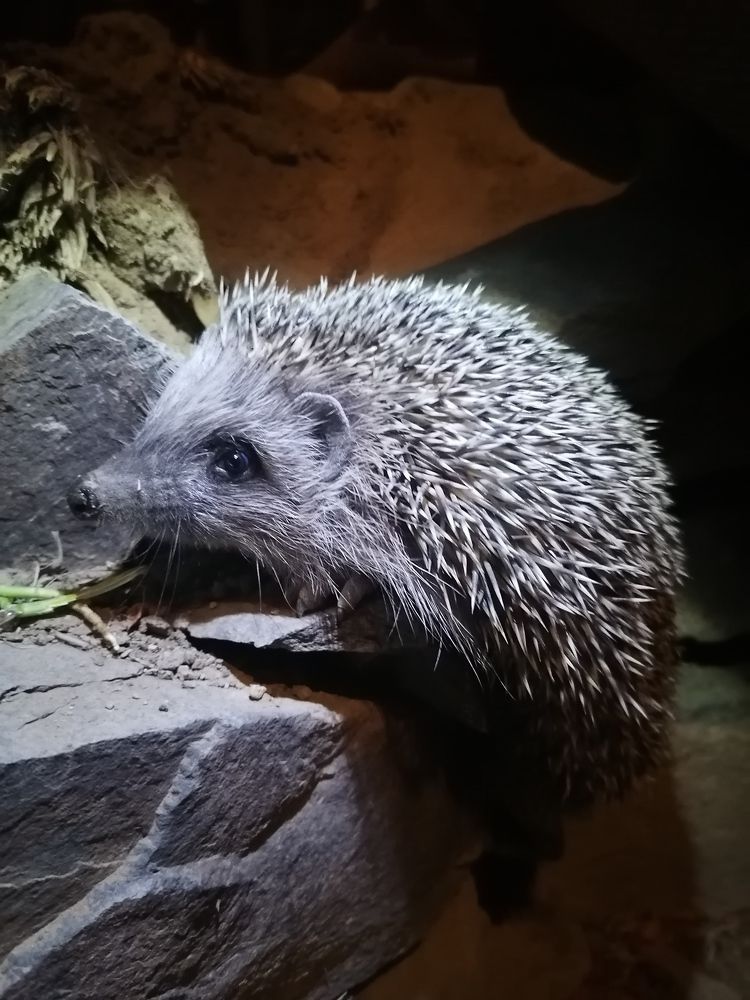 The hidden secret in the eye