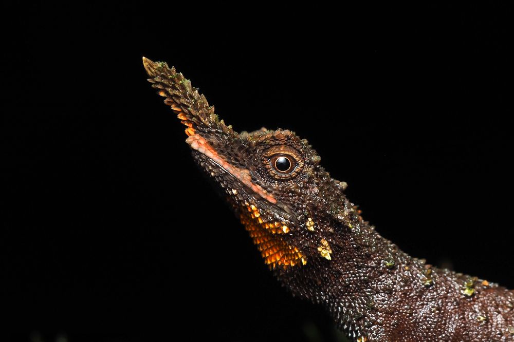 Photograph by Udaya Chanaka