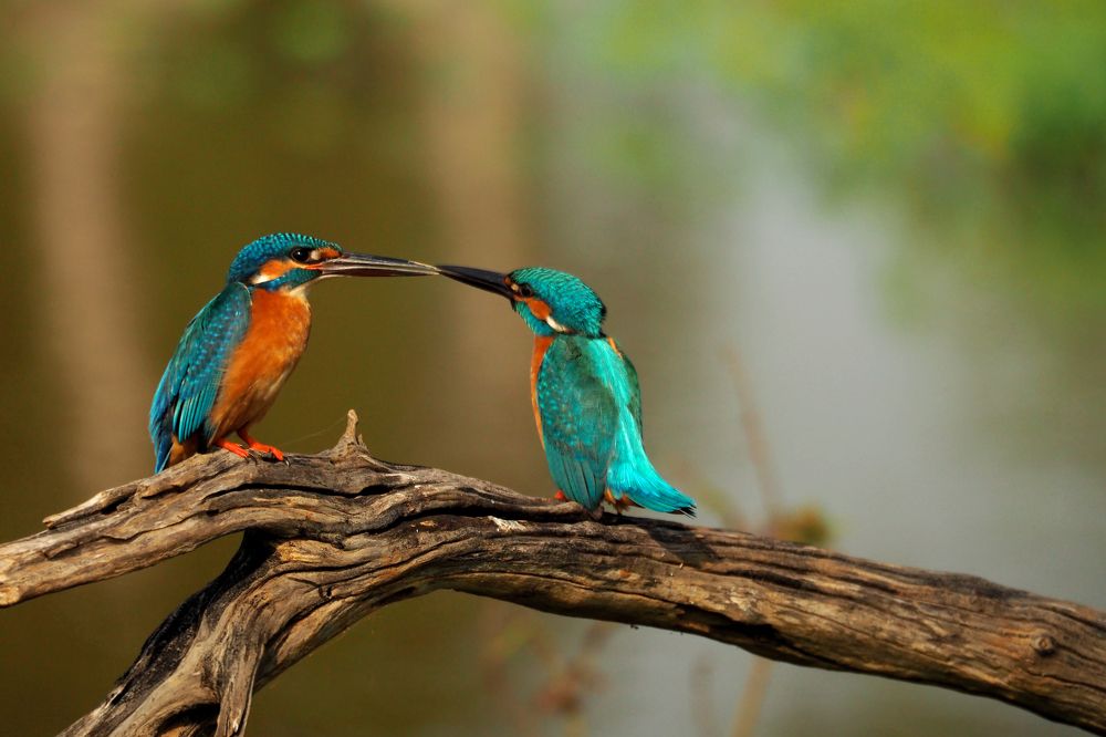 Photograph by Udaya Chanaka