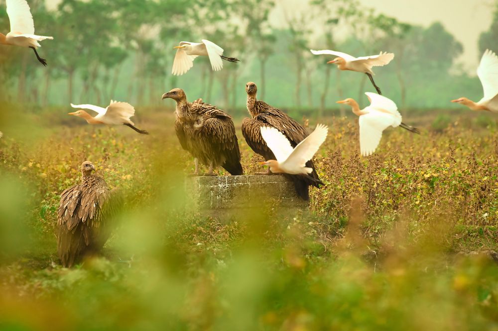 Photograph by Partha Chakraborty