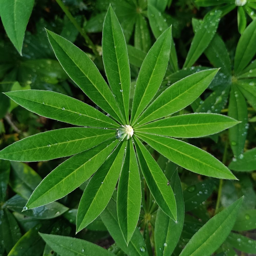 Фотография автора Мария Черница