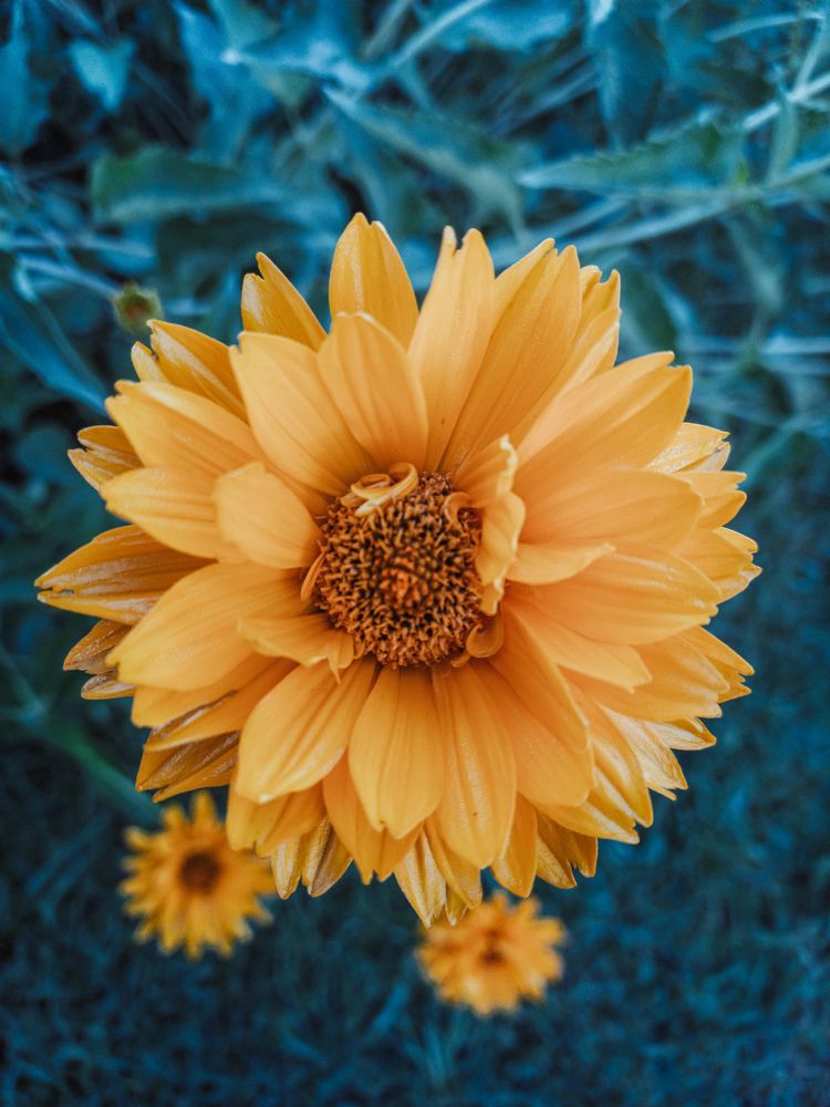 Желтый изумруд