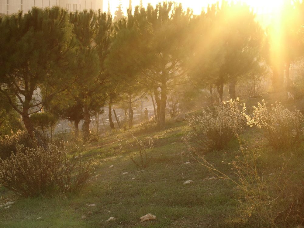 Фотография автора Ася Бабушкина