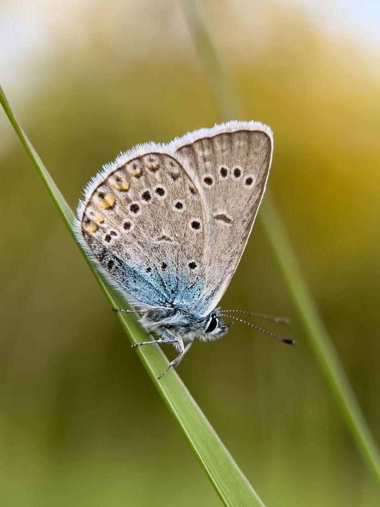 Спящая бабочка