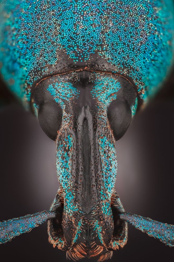 Photograph by Rohmad Rouf