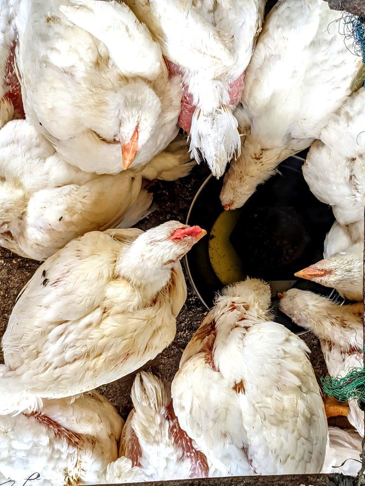 Фотография автора Santanu Dasgupta