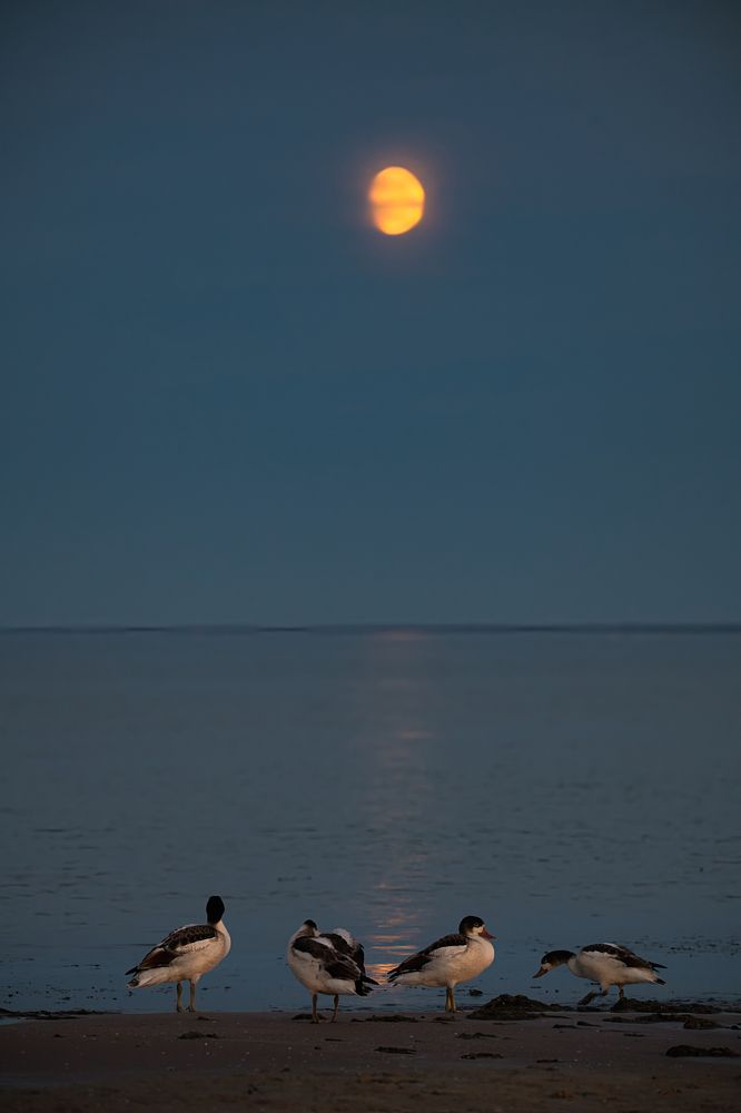 Photograph by Janis Serdienis