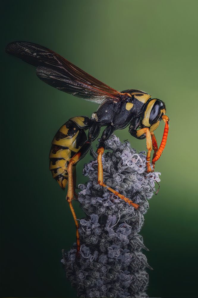 Yellowjacket wasp