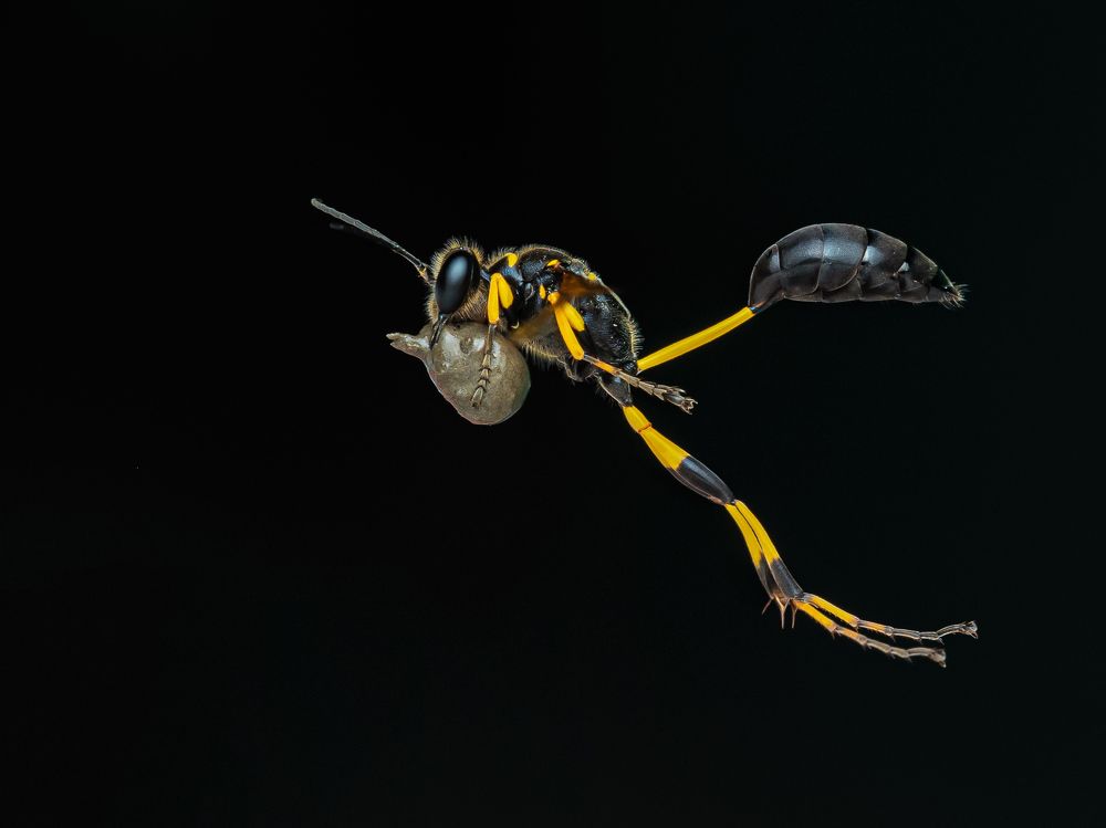 Flying with nest materials