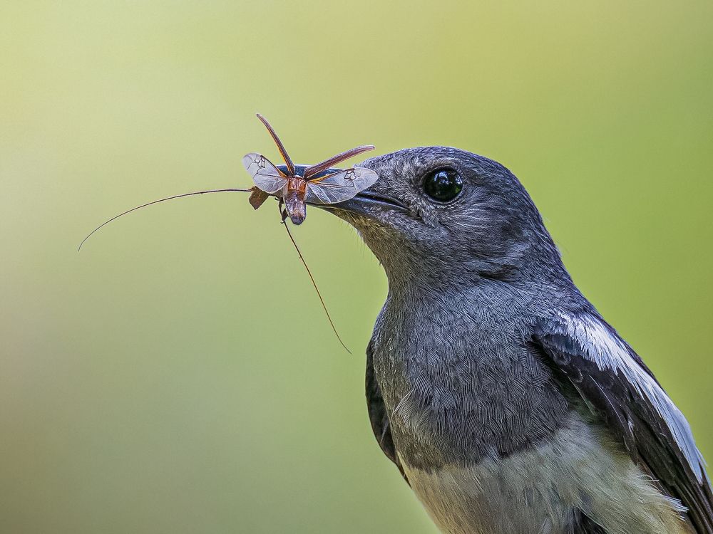 Photograph by Bidyut Kalita