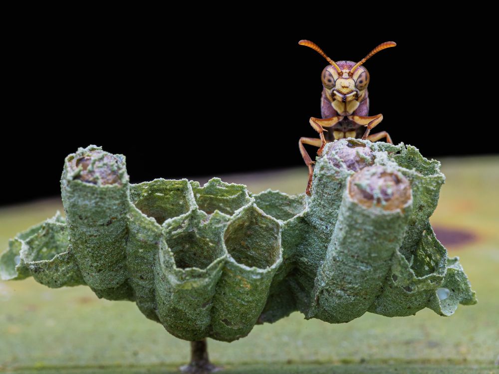 Photograph by Bidyut Kalita