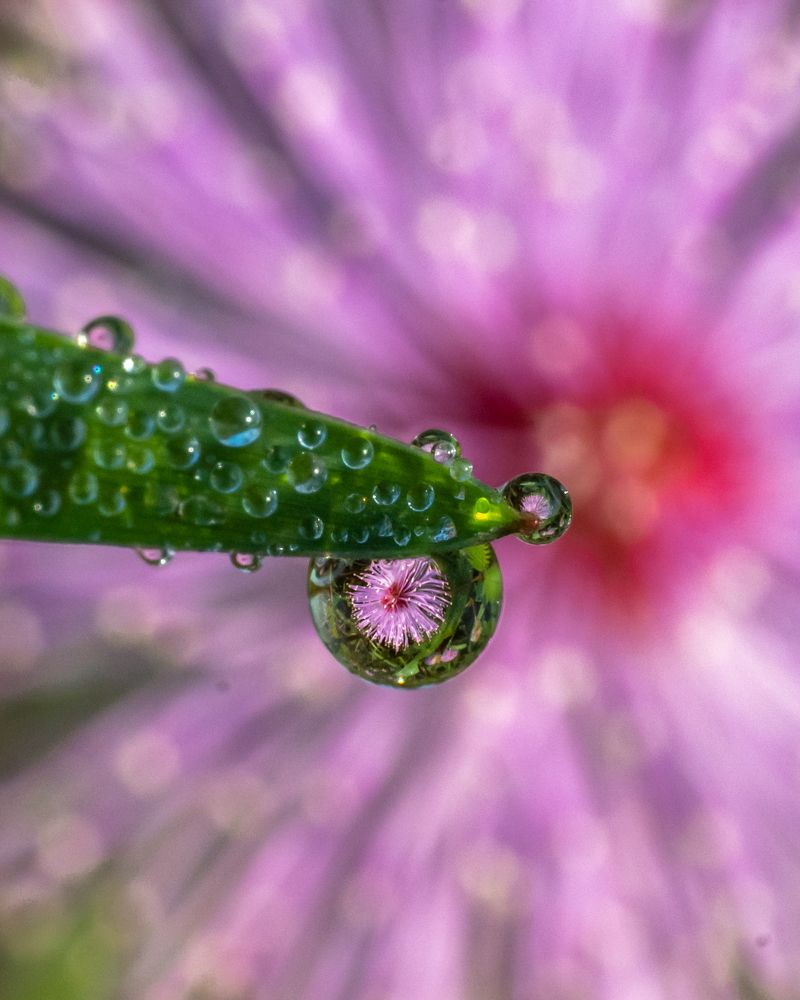 Dew drop magic!