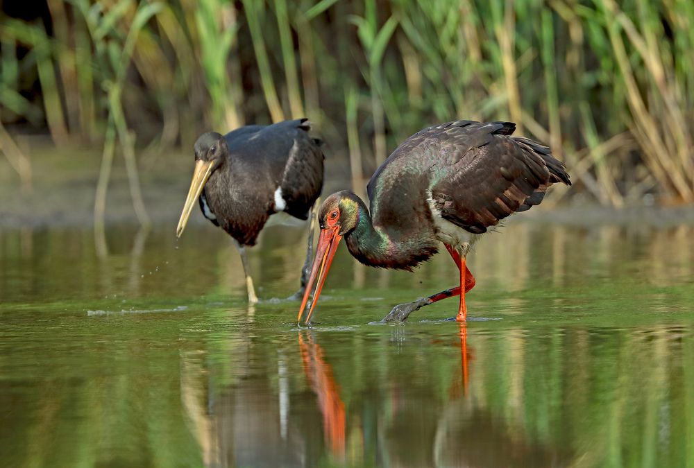 Чёрный аист