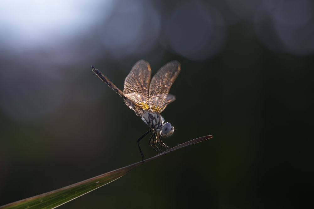 dragonfly