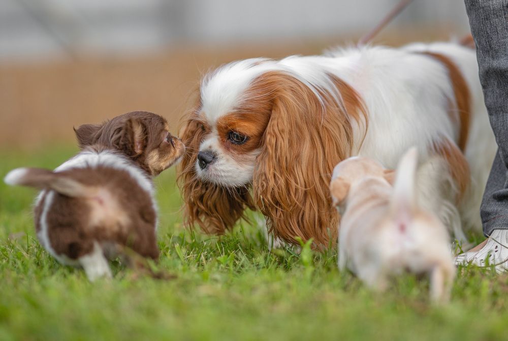 Ты чьих будешь?