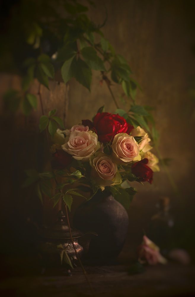Розы вечером