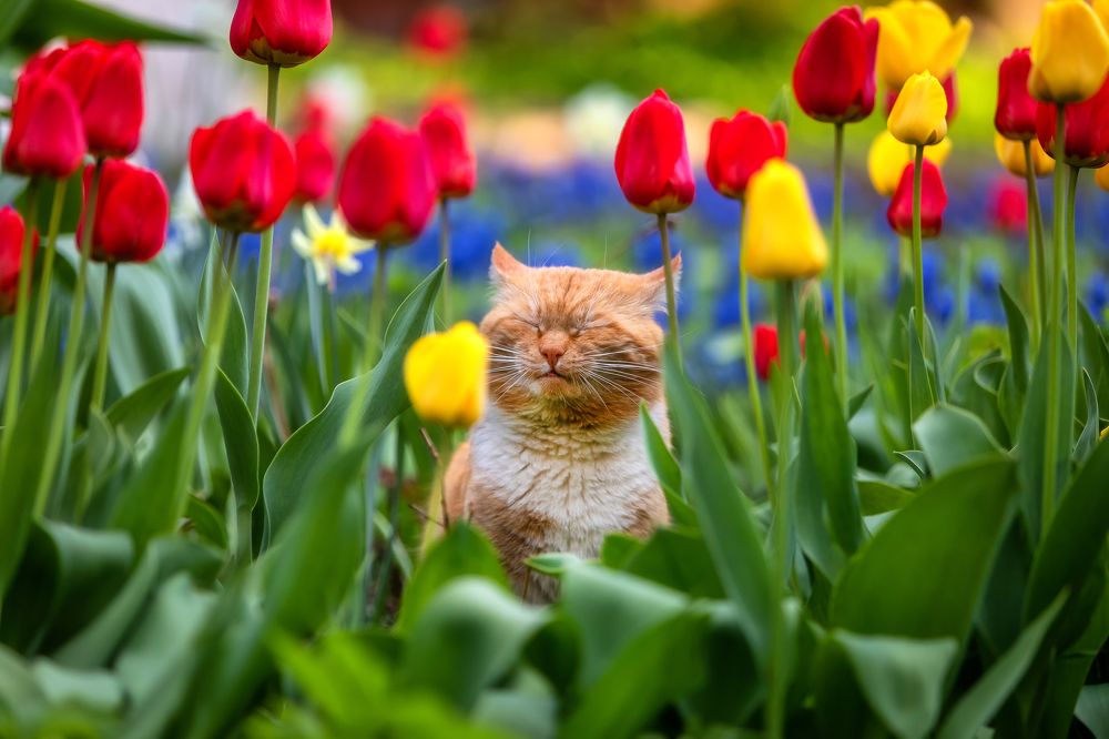 Фотография автора Александр Пашеничев