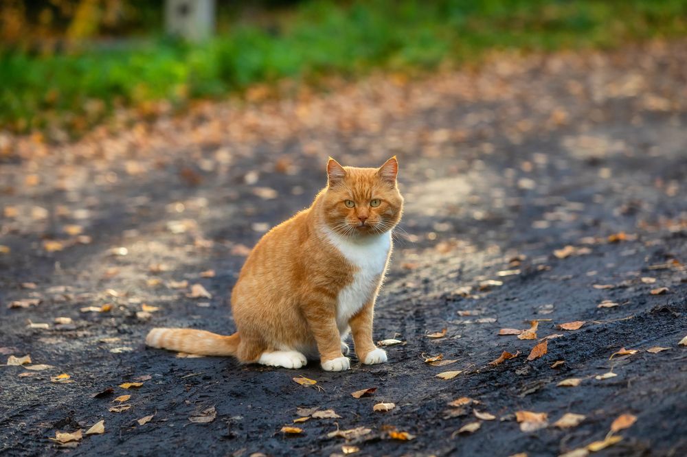 Фотография автора Александр Пашеничев