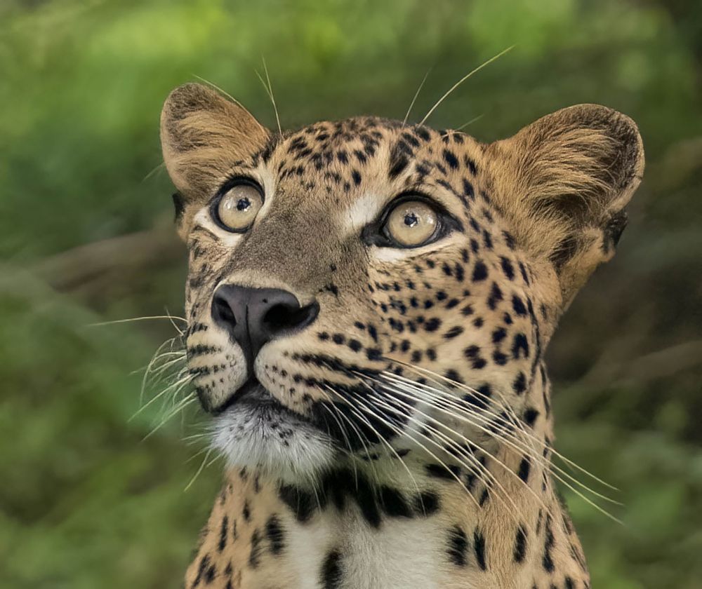 younger leopard