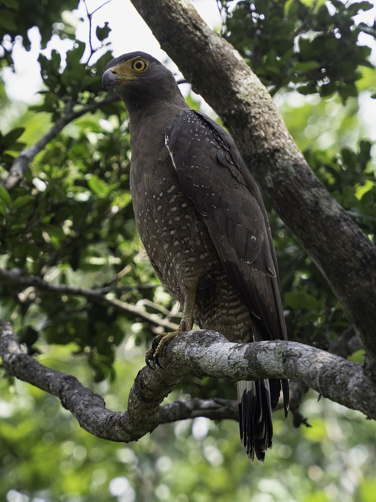 Photograph by HEMAMALI GUNASEKARA