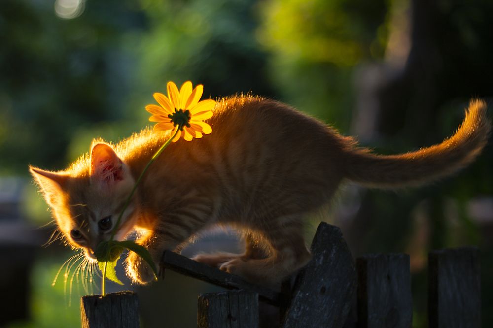 Photograph by Дарья Ващенко-Панкина