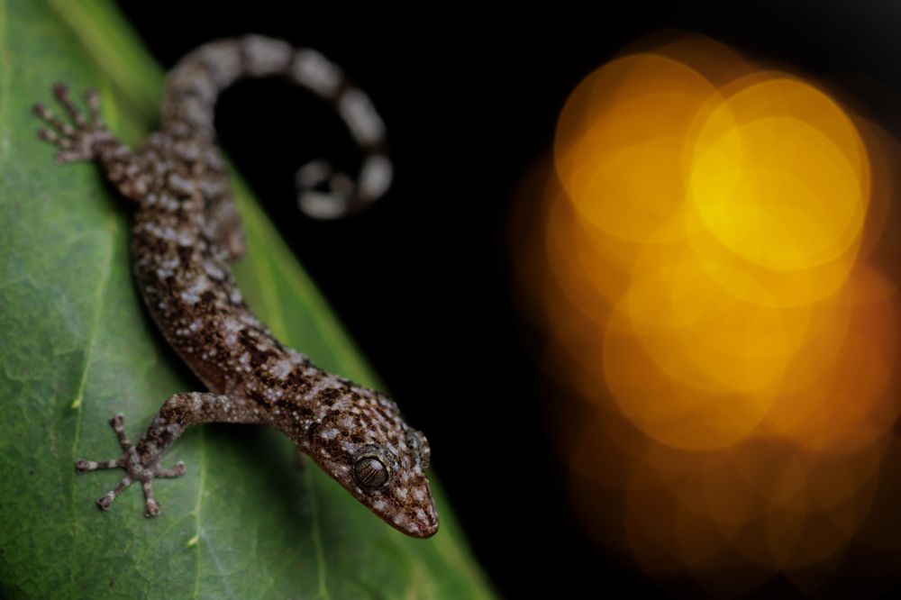 A new species to describe