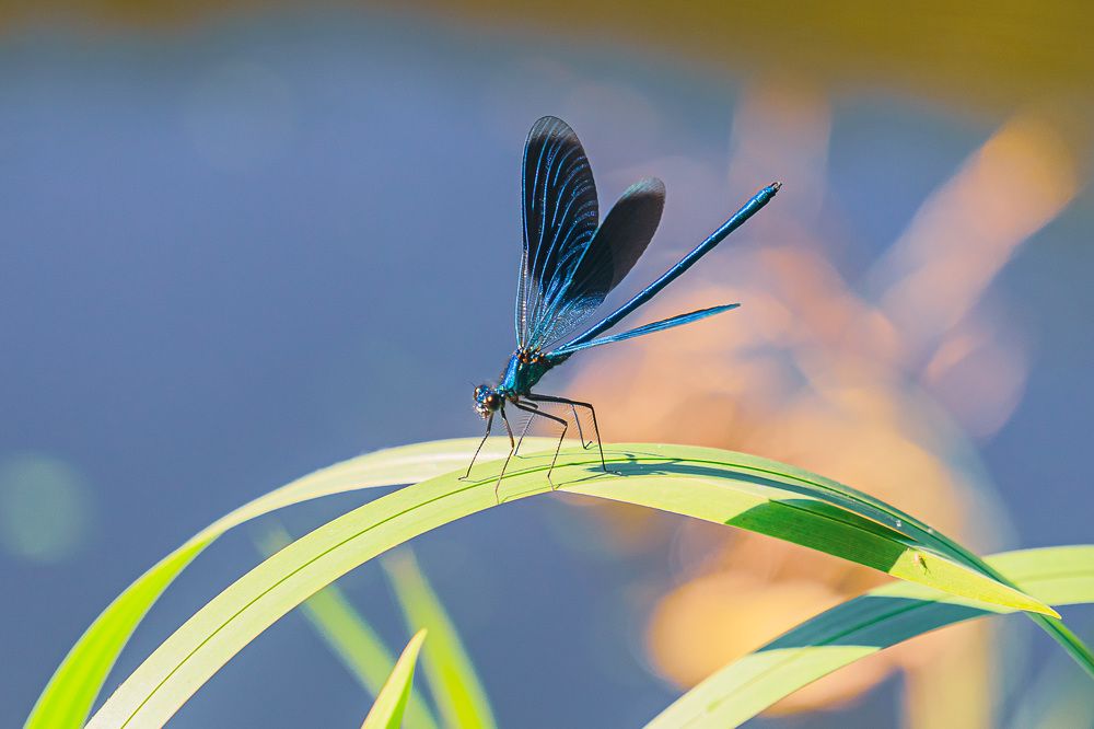 стрекоза красотка- мальчик
