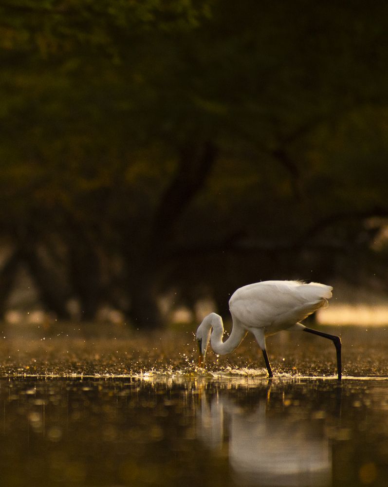 Photograph by Harsh Patel