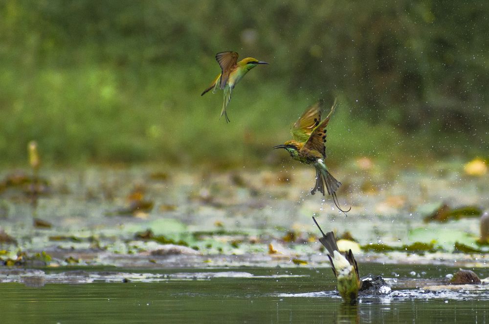 Photograph by Harsh Patel