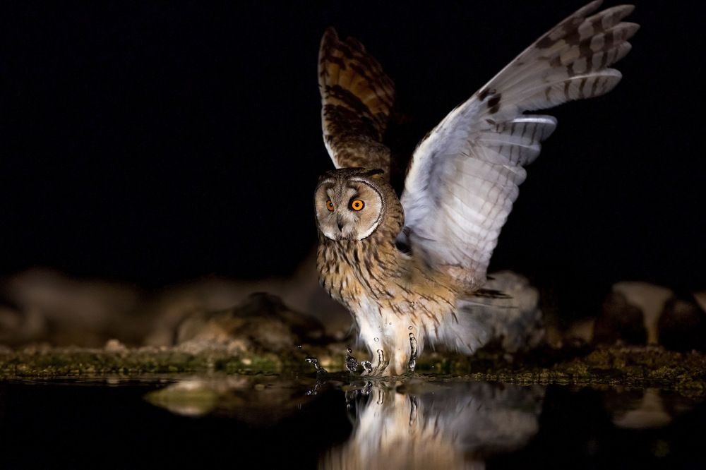 Фотография автора David Manusevich