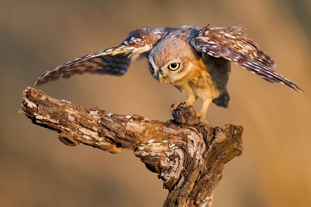 Фотография автора David Manusevich