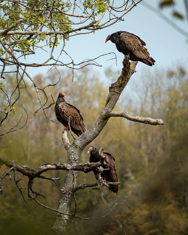 Photograph by Greg Noakes