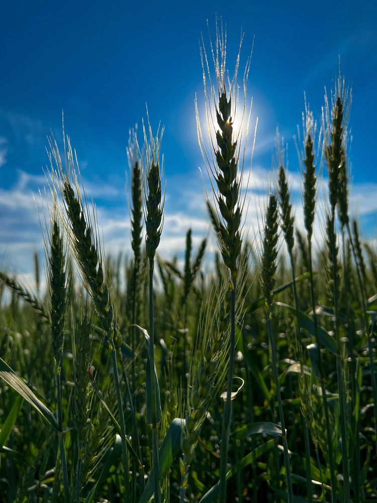 Photograph by Елена Сиушова