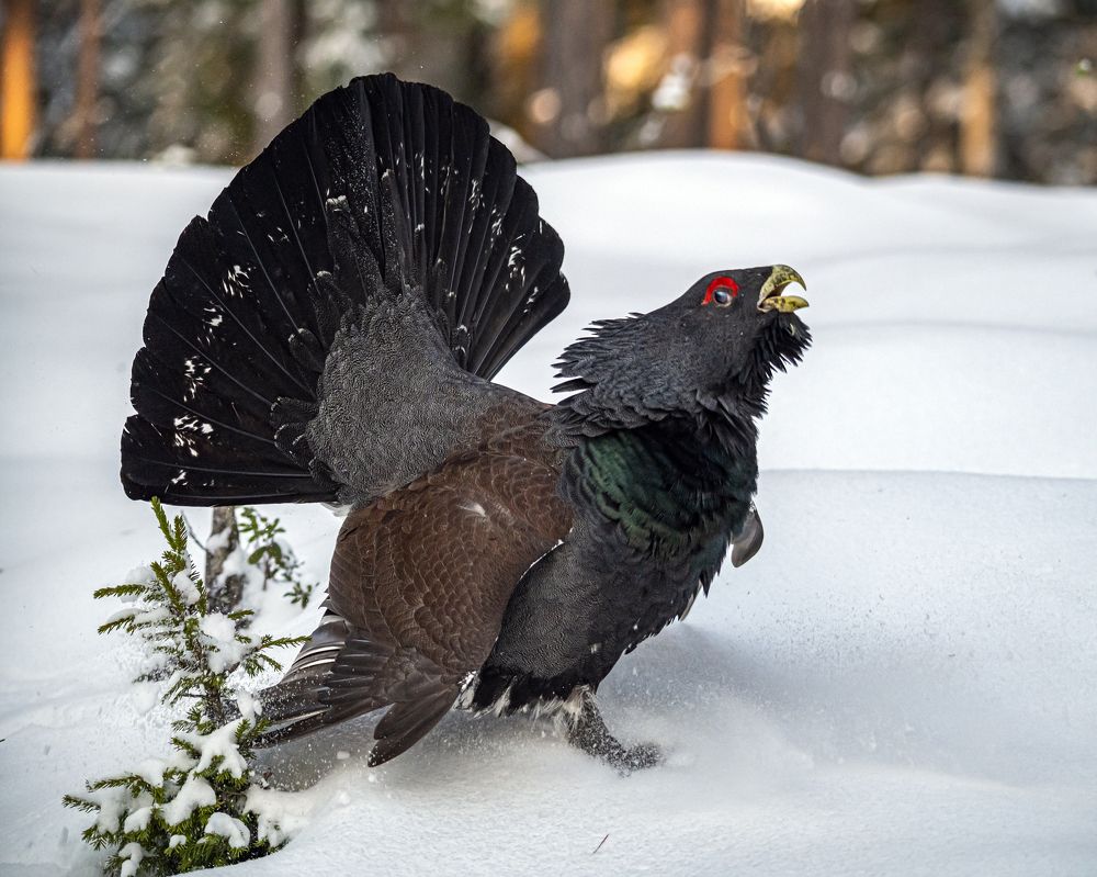 Photograph by Савчук Сергей
