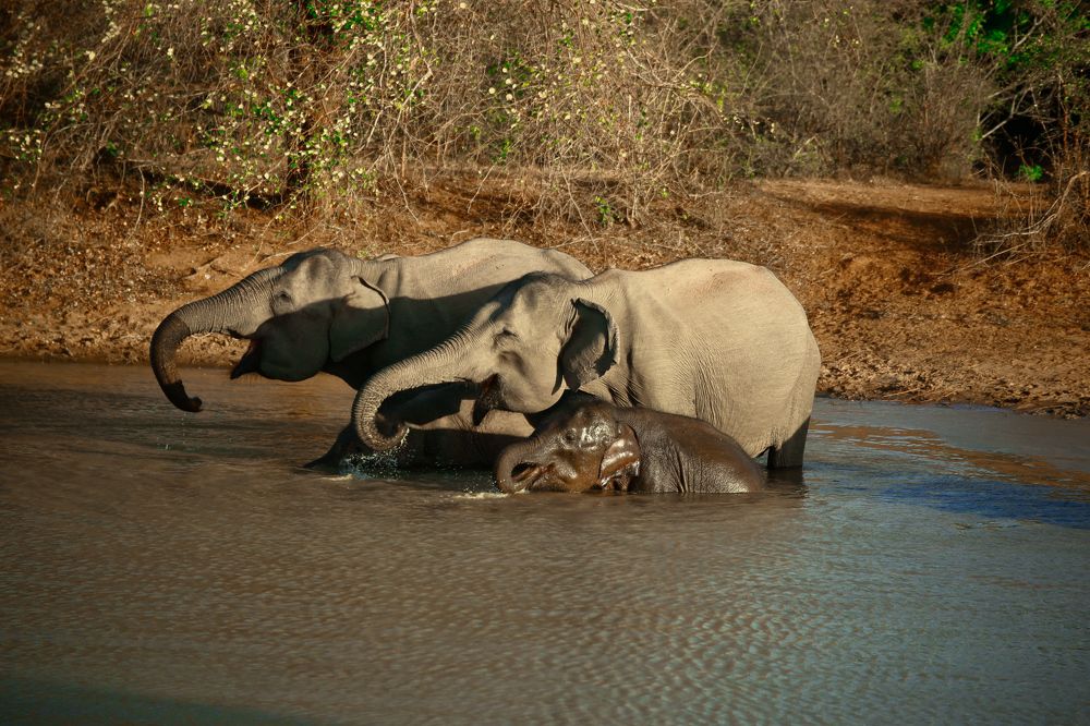 Фотография автора prabath randunu Jayasinghe