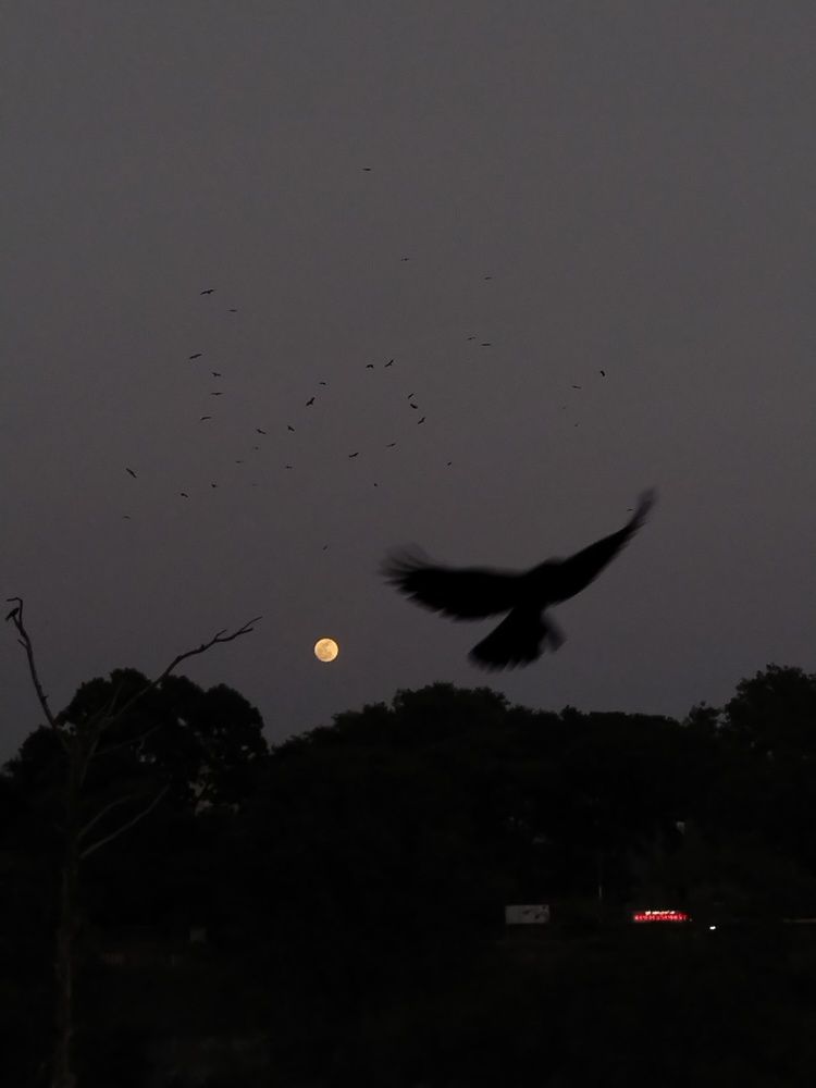 Photograph by Mukundraj Bhosale