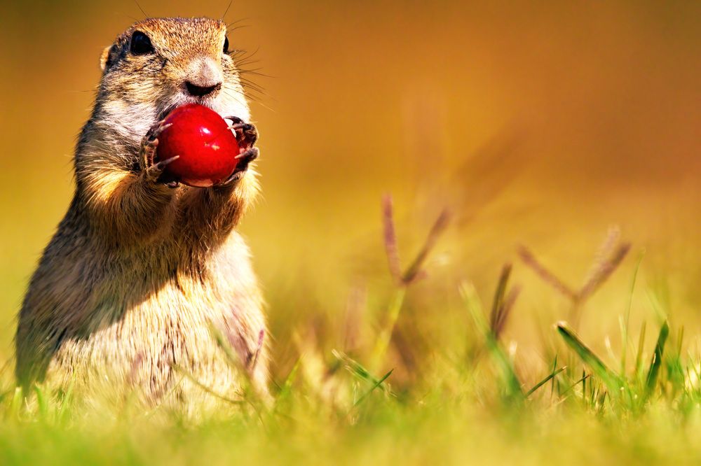 Photograph by Chris Brain