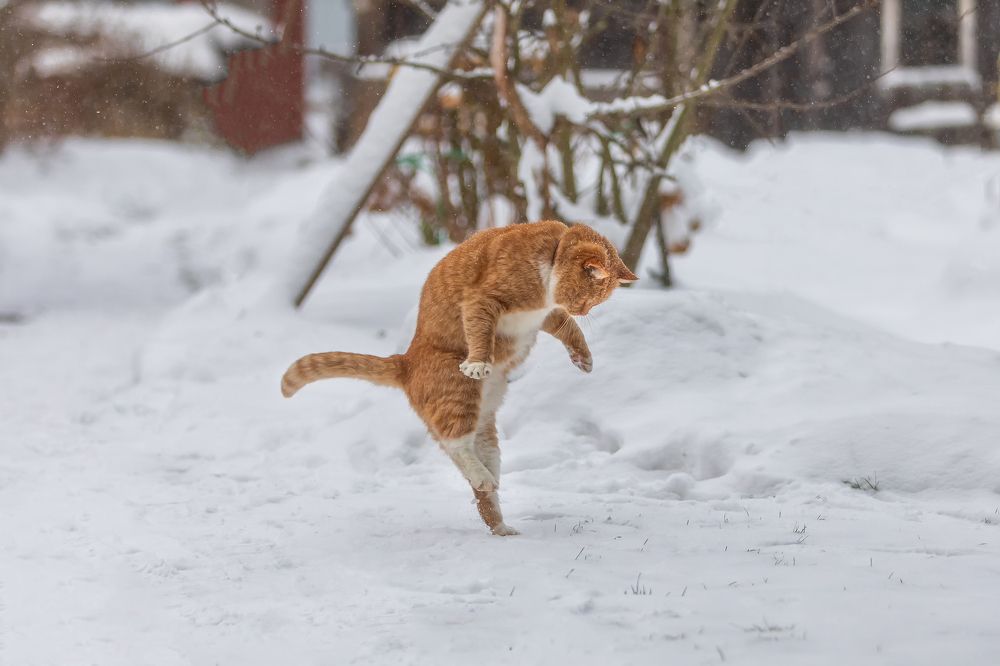 Фотография автора Александр Пашеничев