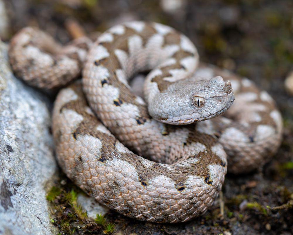 Vipera ammodytes